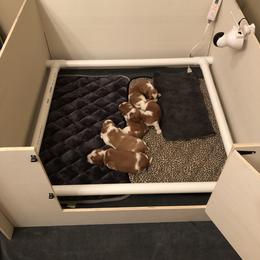 Welsh Springer Spaniel Puppies from Renascent Welsh Springer Spaniels