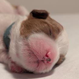 Green - Blenheim male Cavapoo puppy in Newport, North Carolina from Crystal Coast Cavapoodles