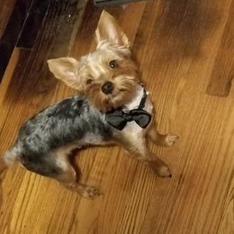Yorkshire Terriers from Hatton Babies