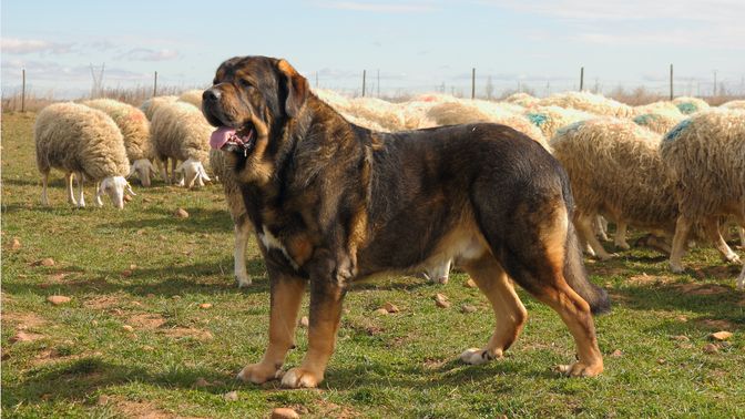 Spanish Mastiff