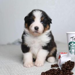 Australian Shepherd Puppies from Badlands Australian Shepherds