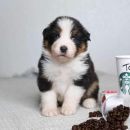 Australian Shepherd Puppies from Badlands Australian Shepherds