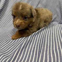 RMF4 - Red merle female Toy Australian Shepherd puppy in Pryor Creek, Oklahoma from DK’s Littles & Co