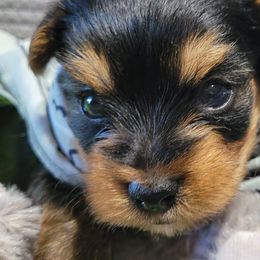 Yorkshire Terrier Puppies from Diana Wulff