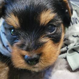 Yorkshire Terrier Puppies from Diana Wulff
