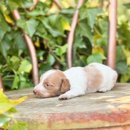 Poppy - Piebald female Dachshund puppy in Salters, South Carolina from Long-Pine Dachshund