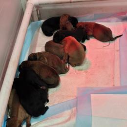 Boerboel puppies from D&B Boerboels