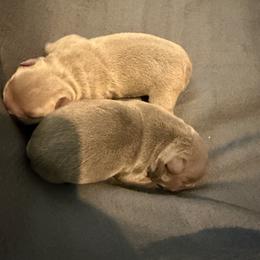 French Bulldog Puppies from Frankie's Frenchie's