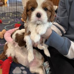 Boy 1 - Blenheim male Cavalier King Charles Spaniel puppy in Washington, North Carolina from Farmhouse Cavaliers NC