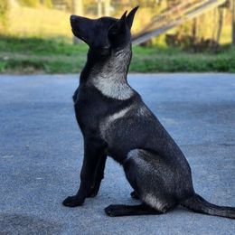 Girlie Pearson - Belgian Malinois puppy from Forever Family K9