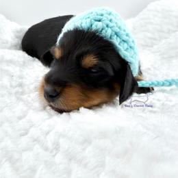 Fendi - Black and tan male Dachshund puppy in Imperial, Missouri from Bea’s Dackel Haüs