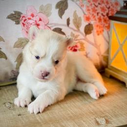 Santorini (Pet Only Contract) - Lavender male Pomsky puppy in Greenville, South Carolina from Thicketty Mountain Pomskies