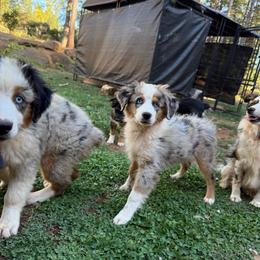 Indi - Blue merle female Miniature Australian Shepherd puppy in Shingletown, California from Whiskeytown Aussies