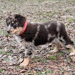 Australian Shepherd Puppies from Shaina’s Shepherds