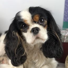McKenna - Cavalier King Charles Spaniel