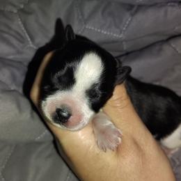 Blk parti - Parti male Miniature Schnauzer puppy in Florida from Central Florida Schnauzers