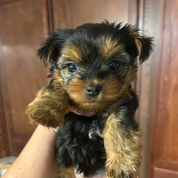 Lizzie's purple - Black and tan female Yorkshire Terrier puppy in Hardeeville, South Carolina from Pups of the Lowcountry