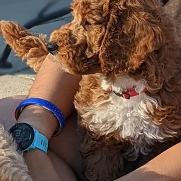 Aussiedoodle, Cavapoo, and Poodle Puppies from Robin's Nest Farm