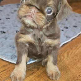 Choc tan boy - Brown male Brussels Griffon puppy in Huntsville, Alabama from Tammy's Brussels