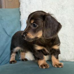 Rhubarb AKC 3750 - Blue and cream female Dachshund puppy in Krum, Texas from Tired Chef Dachshunds