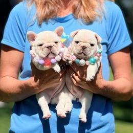 Laverne - Cream female French Bulldog puppy in Shields, Michigan from Mid-Michigan Frenchies