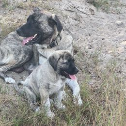 Ramsey - Anatolian Shepherd Dog