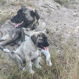 Ramsey - Anatolian Shepherd Dog