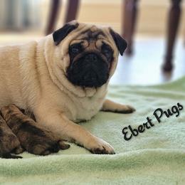 Liberty - green collar - Fawn female Pug puppy in Saint Helens, Oregon from Ebert Golden Retrievers & Pugs
