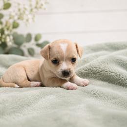 Chihuahua Puppies from Music City Chi’s