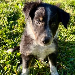 Candy - Tri-color Border Collie puppy in Rickman, Tennessee from Roaring River Border Collies