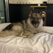 Gretyl - Keeshond