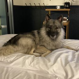 Gretyl - Keeshond