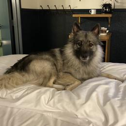 Gretyl - Keeshond