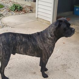 Kane - Cane Corso