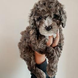 Glinda - Blue merle female Sheepadoodle puppy in Wabash, Indiana from DOODCompany