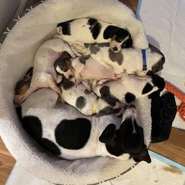 Dachshund Puppies from Hursh’s Hounds