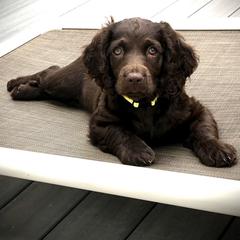 Boykin Spaniel Puppies from Bayhill Boykins