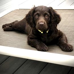 Boykin Spaniel Puppies from Bayhill Boykins