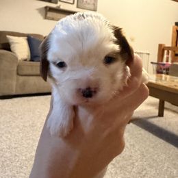 Eve - Blenheim female Cavalier King Charles Spaniel puppy in Maryland from Trina’s Little Lap Dogs