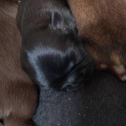 Allison - Allie - Black female Shih Tzu puppy in Palmyra, New York from Karen's Tzus of Palmyra-Macedon