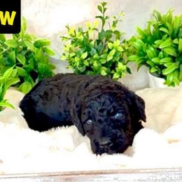 Miss Yellow - Black female Goldendoodle puppy in San Diego, California from Sensational Doodles