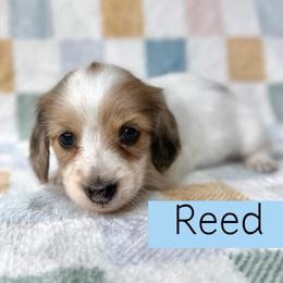 Cream Dapple Piebald - 4000 - Pet Only - CKC - Reed - Dapple male Dachshund puppy in Pauls Valley, Oklahoma from Simply Happy Dachshunds