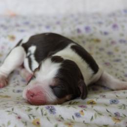 Ivy - Tri-Roan female English Springer Spaniel puppy in Winfield, Tennessee from Murphy Farms and Springers