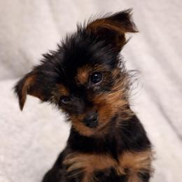 Emory - Black and tan male Yorkshire Terrier puppy in Iron Mountain, Michigan from Celestial Family Terriers (Yooper Yorkies)