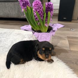 Fantasia - Black and mahogany female Rottweiler puppy in Parker, Colorado from Denver Rotties
