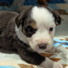 Warner - Red tri female Miniature Australian Shepherd puppy in Frankfort, Indiana from Haleys Farm
