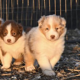 Australian Shepherd Puppies from BellSharps Australian Shepherds