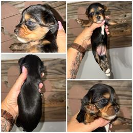 Riley - Black & tan tri-color female Morkie puppy in Cleveland, Tennessee from Moody’s Morkies and More