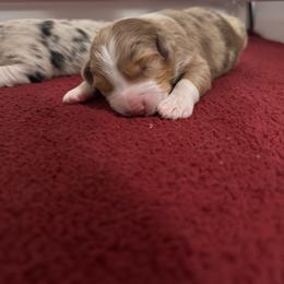Red - Red merle male Australian Shepherd puppy in Lebanon, Oregon from Mt. Hope Aussies