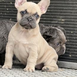 Pink collar girl - Blue fawn female French Bulldog puppy in Brooksville, Florida from Post Farm Rottweilers & French Bulldogs